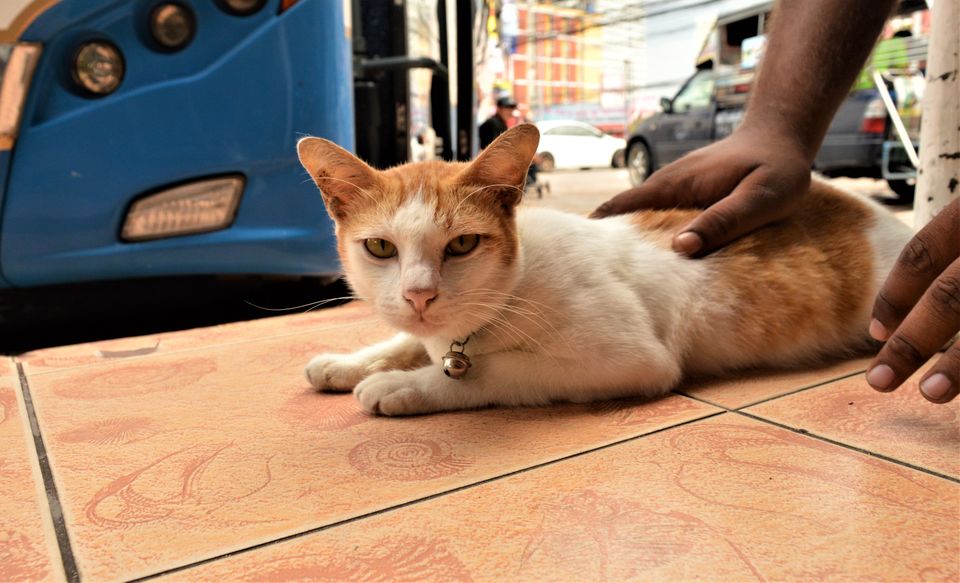 Photo of And I Was In Thailand! (Part II) by Zahid