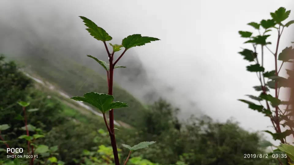 Photo of A Mesmerising Journey to the Sublime Valley of Flowers & Hemkund Sahib by Bharat Kevlani