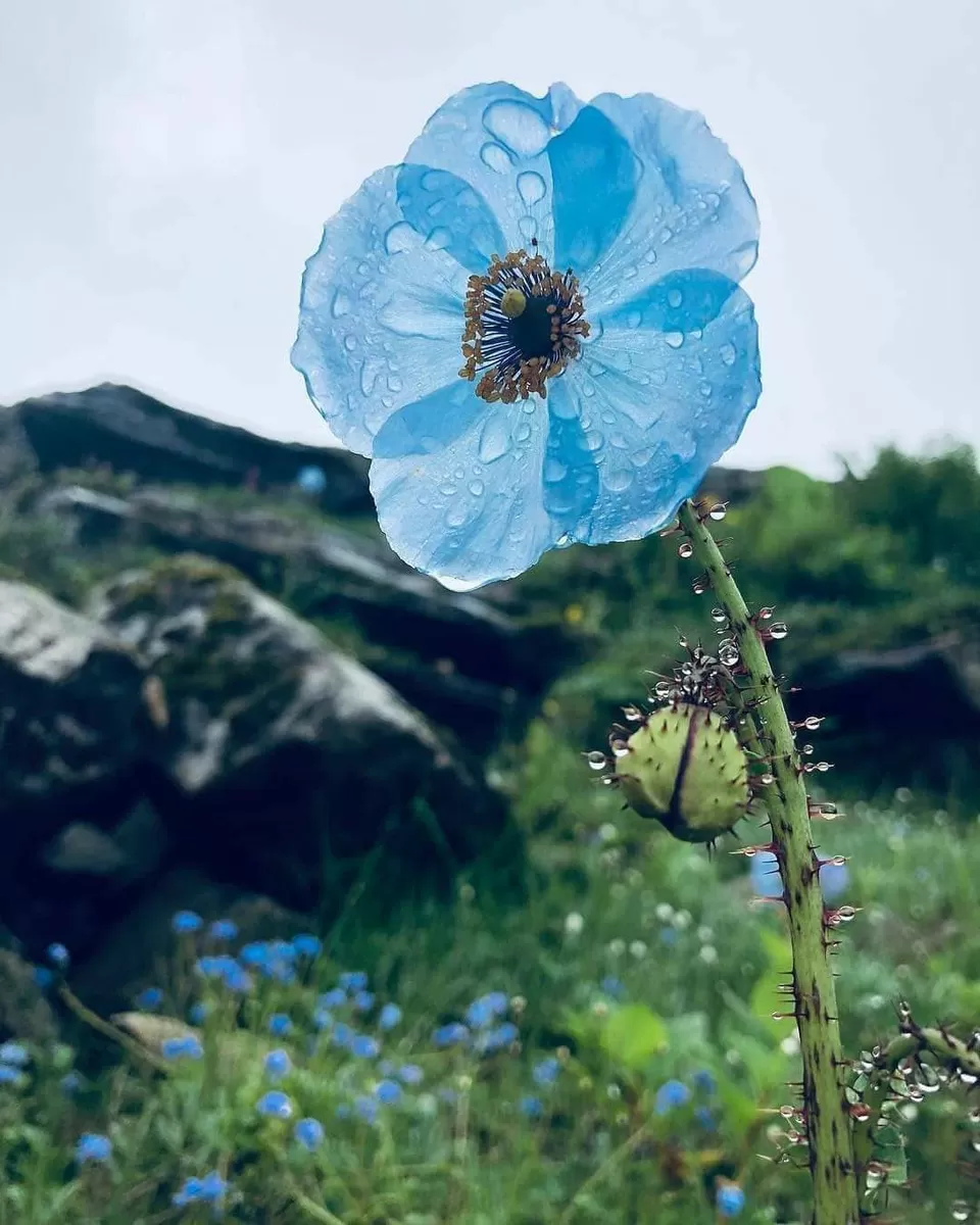 Photo of A Mesmerising Journey to the Sublime Valley of Flowers & Hemkund Sahib by Bharat Kevlani