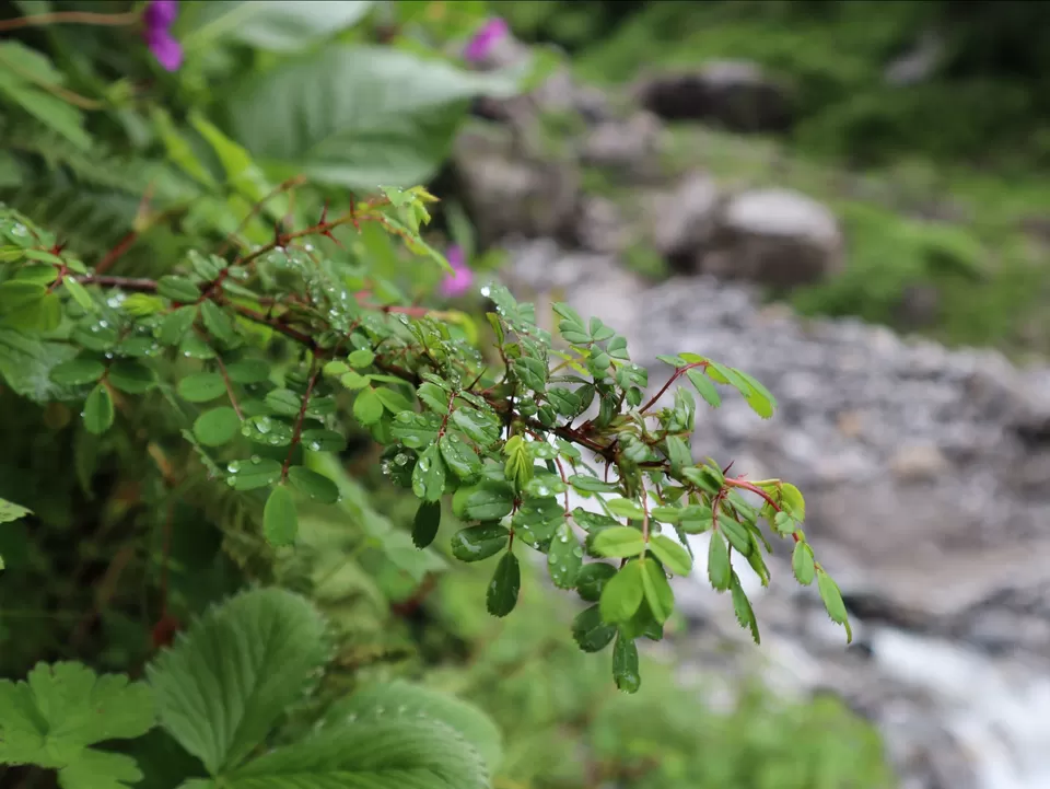 Photo of A Mesmerising Journey to the Sublime Valley of Flowers & Hemkund Sahib by Bharat Kevlani