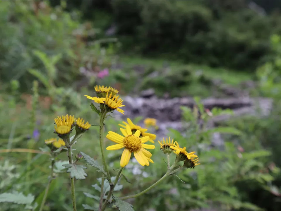 Photo of A Mesmerising Journey to the Sublime Valley of Flowers & Hemkund Sahib by Bharat Kevlani