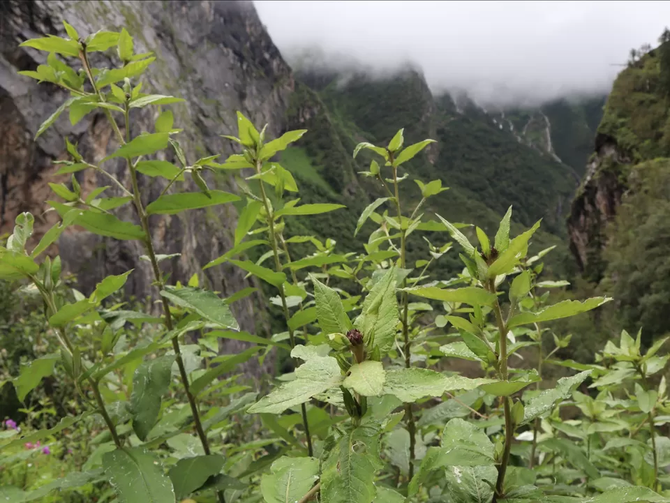 Photo of A Mesmerising Journey to the Sublime Valley of Flowers & Hemkund Sahib by Bharat Kevlani