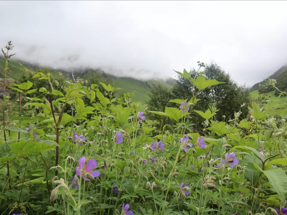 Photo of A Mesmerising Journey to the Sublime Valley of Flowers & Hemkund Sahib by Bharat Kevlani