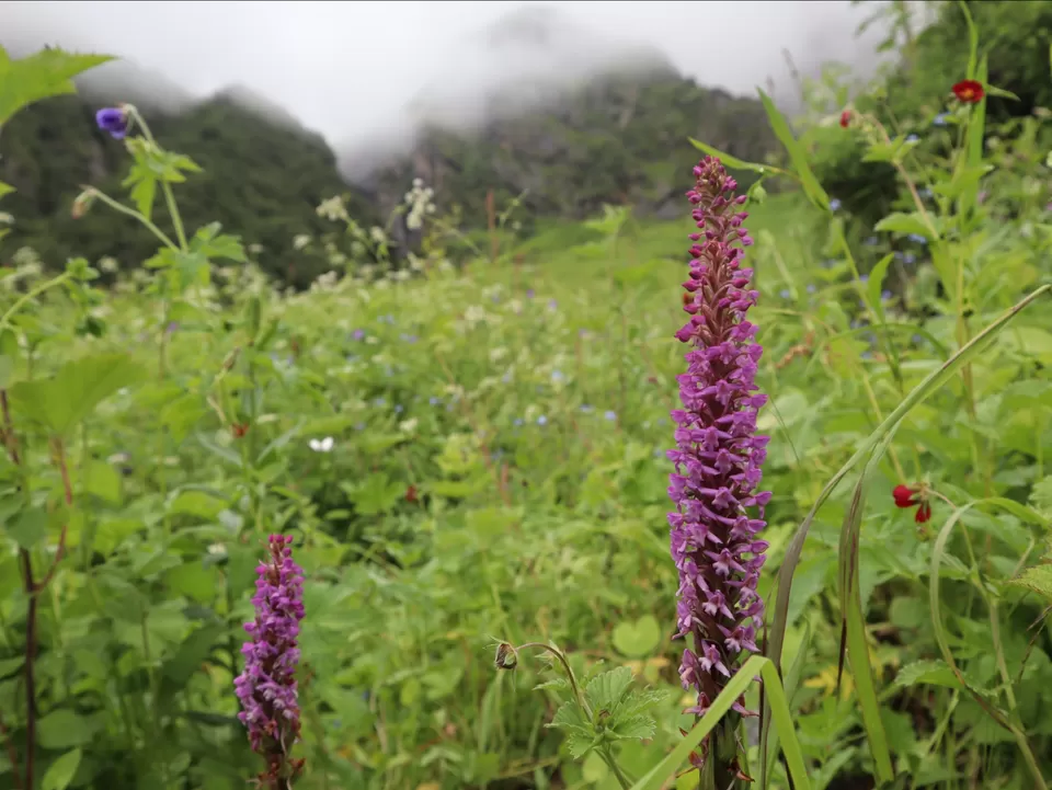 Photo of A Mesmerising Journey to the Sublime Valley of Flowers & Hemkund Sahib by Bharat Kevlani