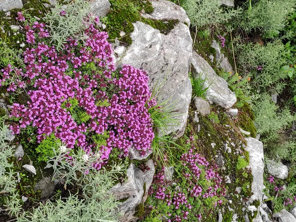Photo of A Mesmerising Journey to the Sublime Valley of Flowers & Hemkund Sahib by Bharat Kevlani
