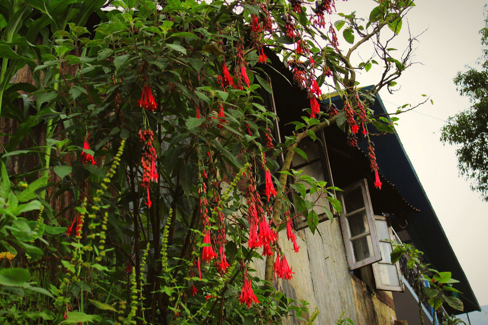 Photo of Rangaroong Tea Garden, West Bengal, India by Atrayee Sam