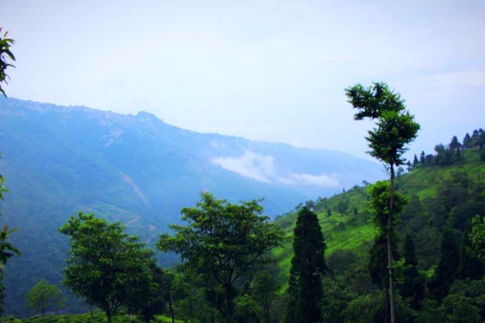 Photo of Rangaroong Tea Garden, West Bengal, India by Atrayee Sam