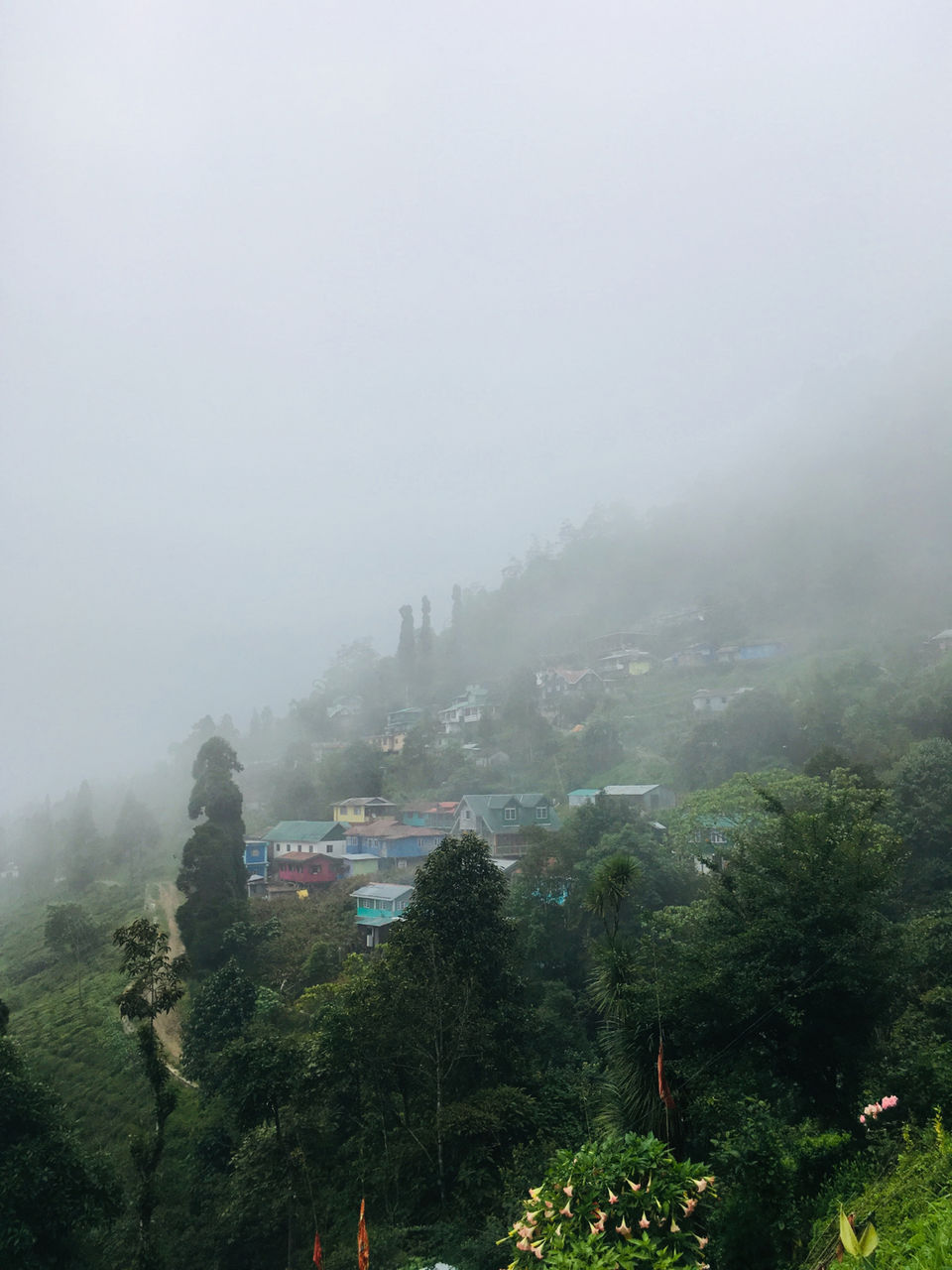 Photo of Rangaroong Tea Garden, West Bengal, India by Atrayee Sam