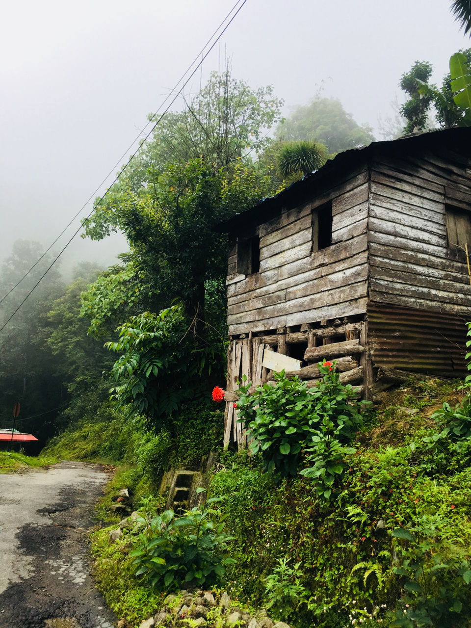 Photo of Rangaroong Tea Garden, West Bengal, India by Atrayee Sam