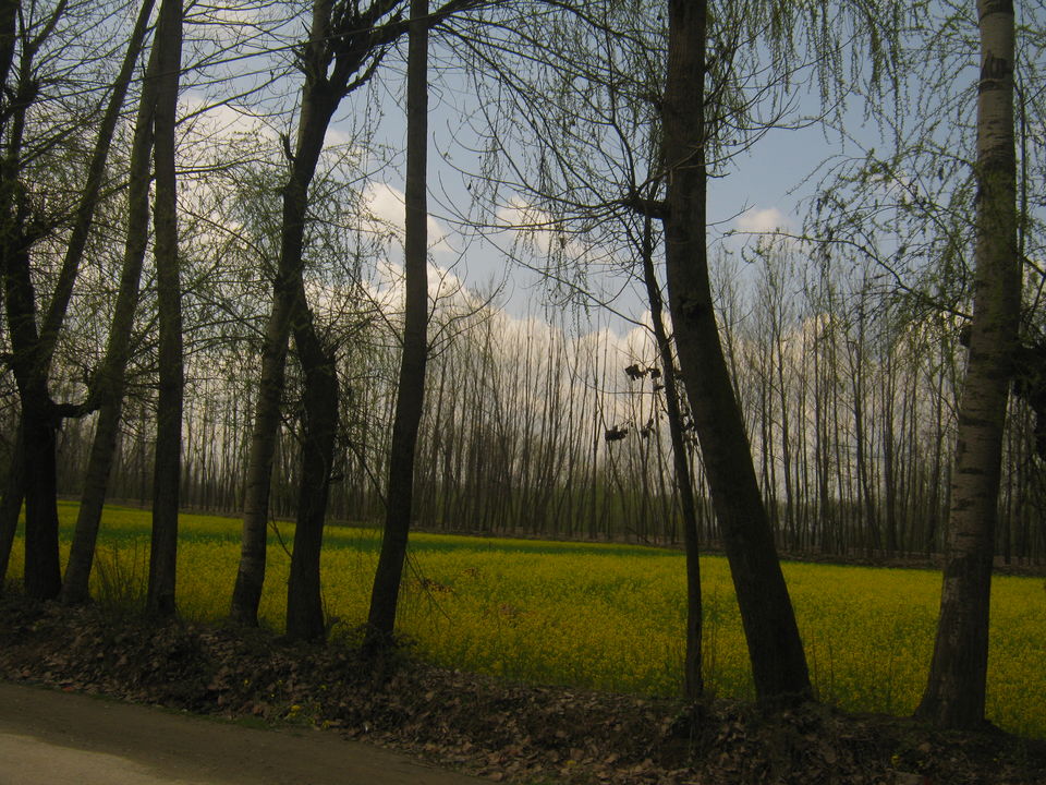 Photo of Pampore by Sayani