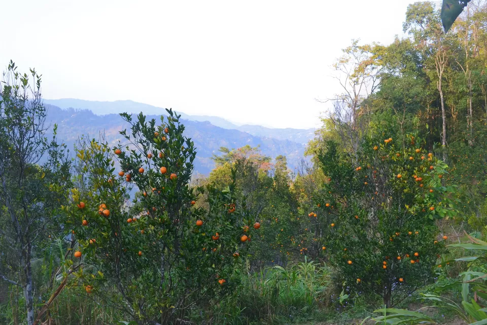 Photo of Sittong Khasmahal, West Bengal, India by Sayani