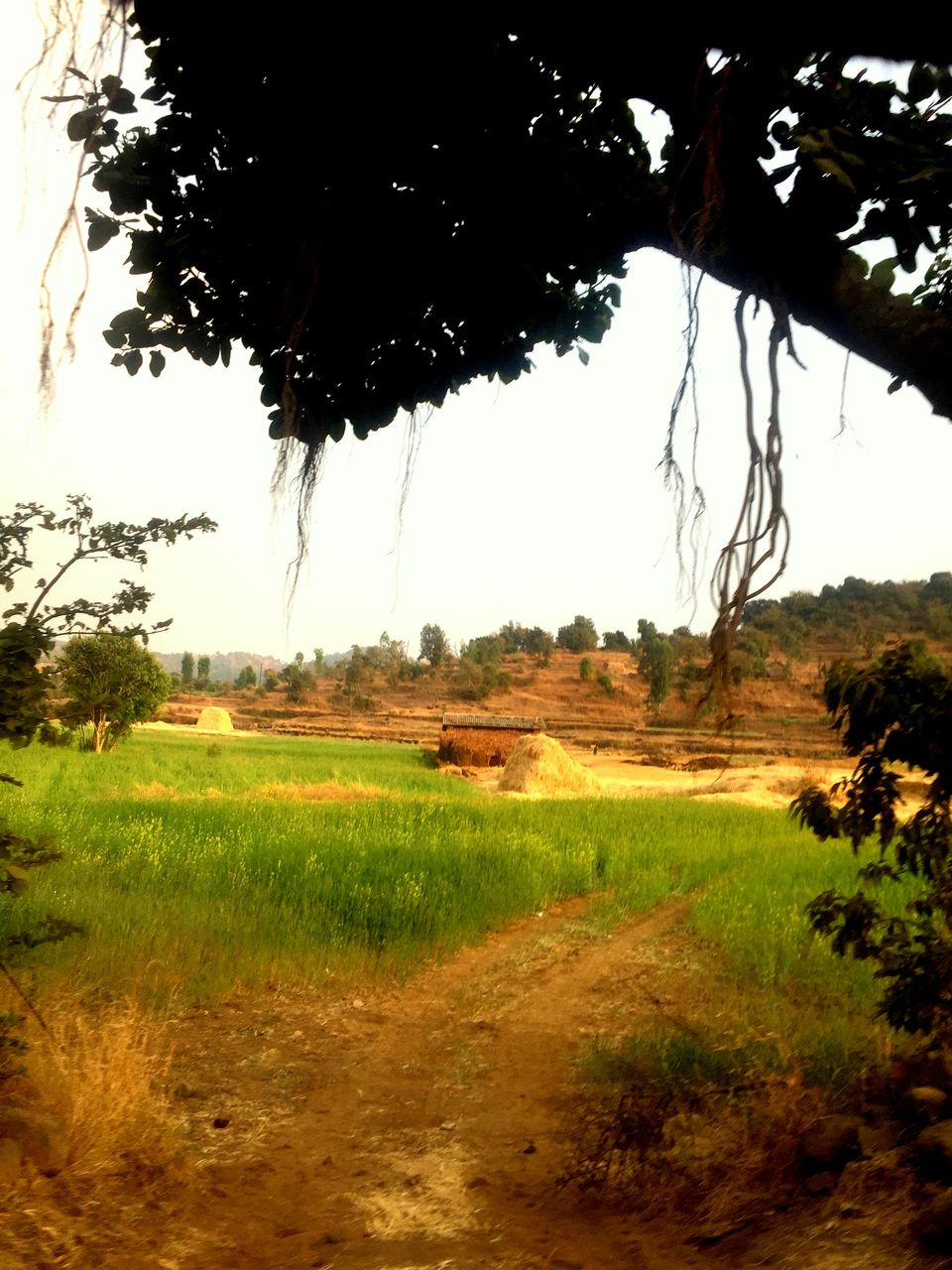 Photo of Bhandardara : Private Camping under the blue Sky by Amarpreet(Escapefortravel)