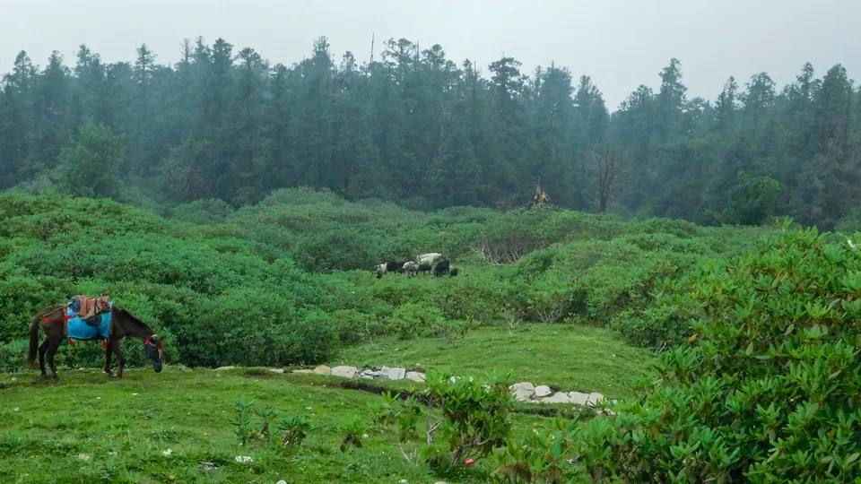 Photo of Tungnath, Uttarakhand, India by Travelling Happily