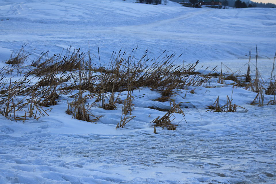 Photo of Three days in Gulmarg Kashmir 13/27 by MANISH SRIVASTAVA