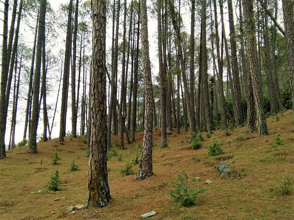Photo of The Bedini Bugyal Trek by Salman Faris