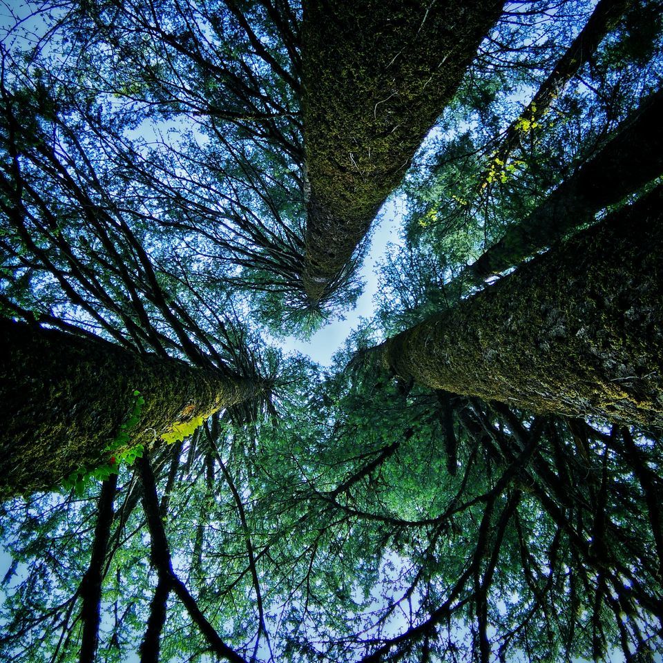 Photo of The Bedini Bugyal Trek by Salman Faris