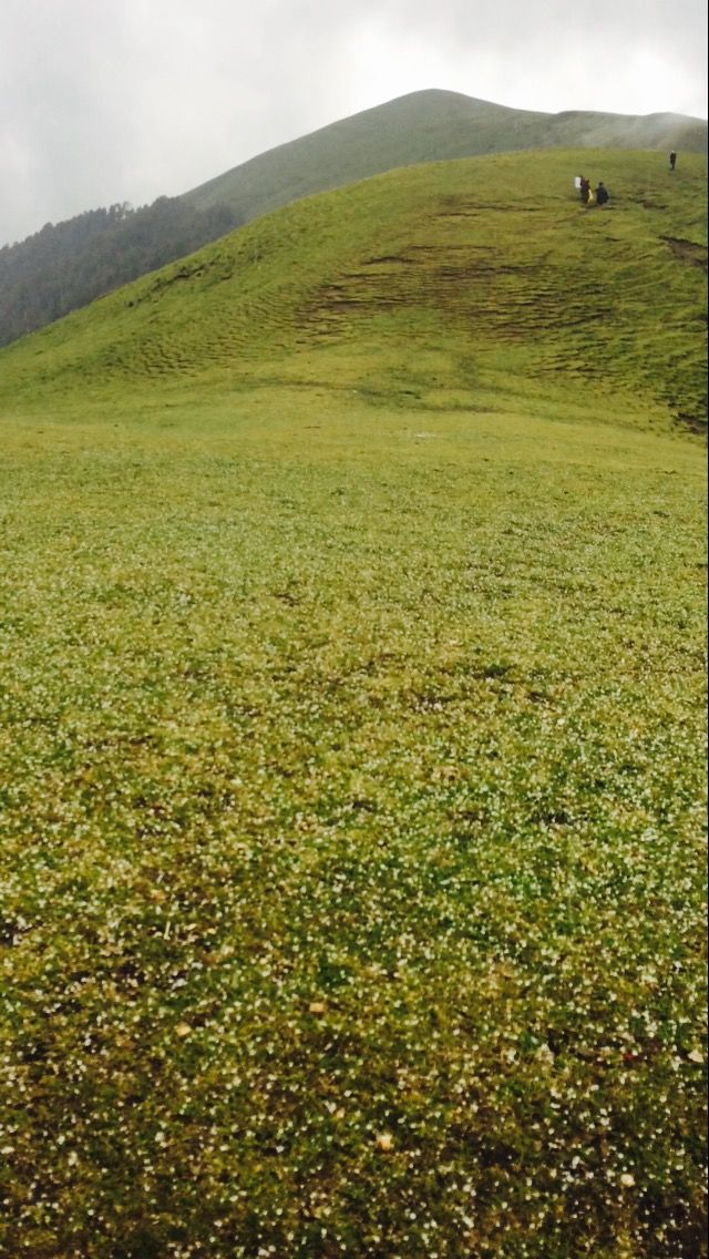Photo of The Bedini Bugyal Trek by Salman Faris