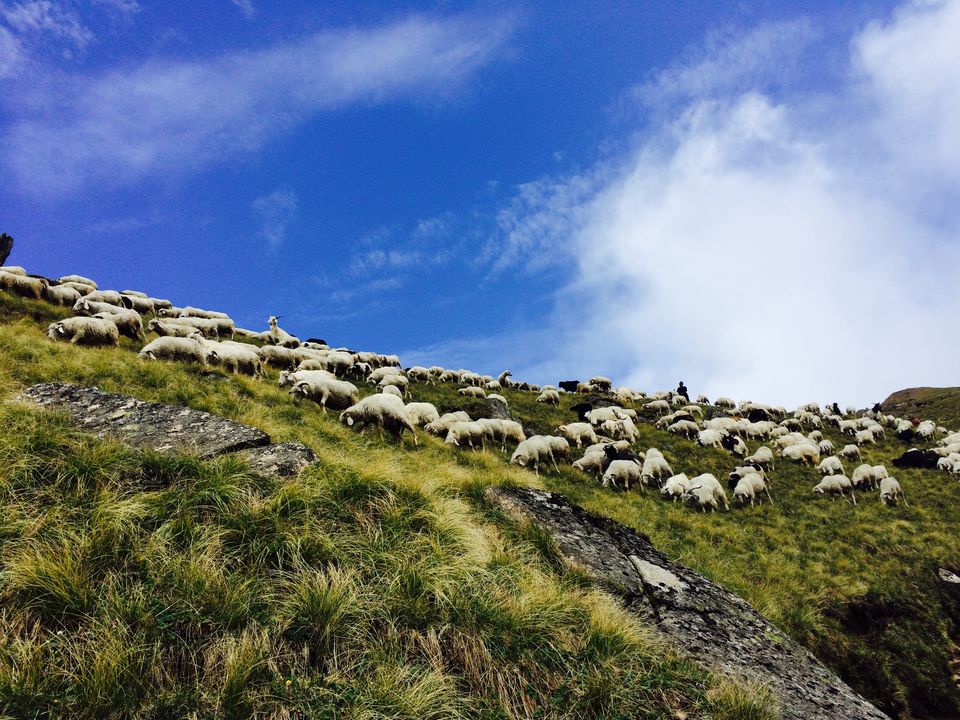 Photo of The Bedini Bugyal Trek by Salman Faris