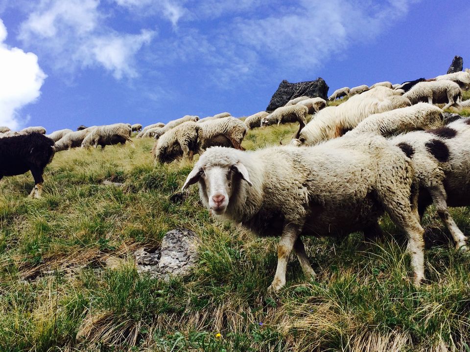 Photo of The Bedini Bugyal Trek by Salman Faris