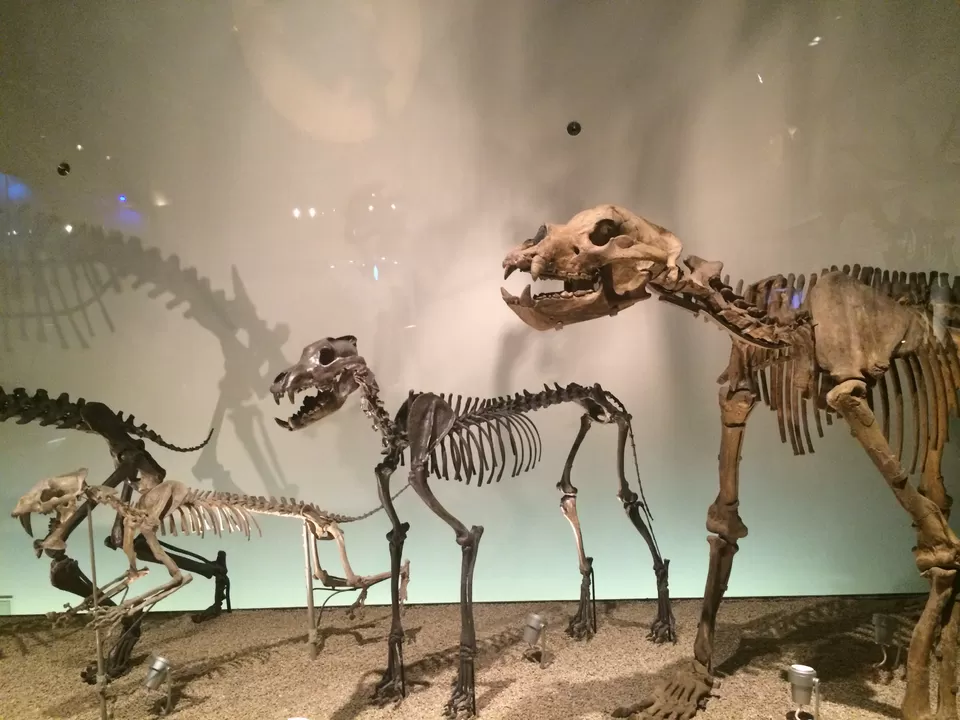 Photo of Uenokoen, Taitō, Tokyo, Japan by Pallav Jain