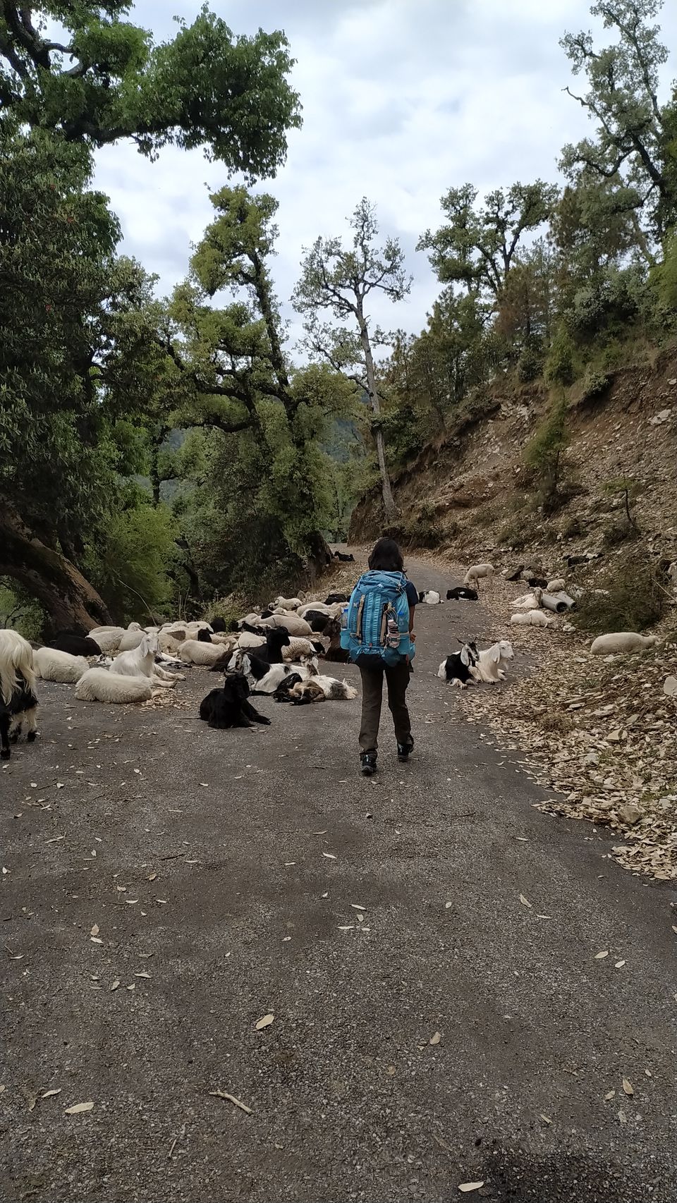 Photo of Kareri Lake: This Lesser Known Weekend Trek in Himachal Must Be on Every Trekker's List by Diksha Bhandari