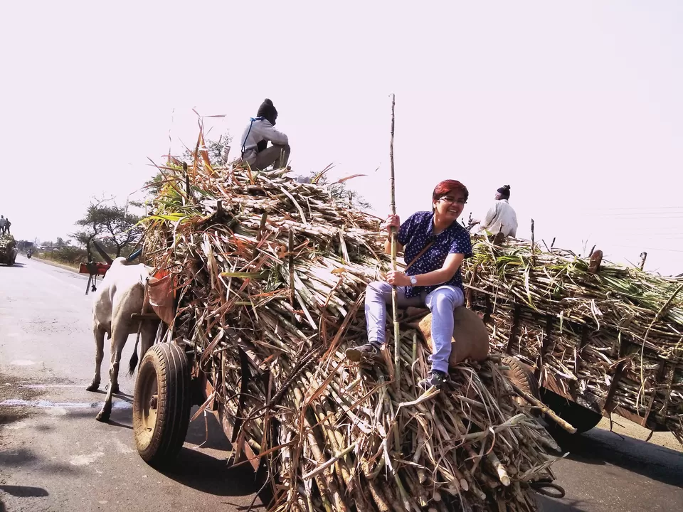 Photo of Maharashtra- A journey of vibrant Land by Shweta Yadav