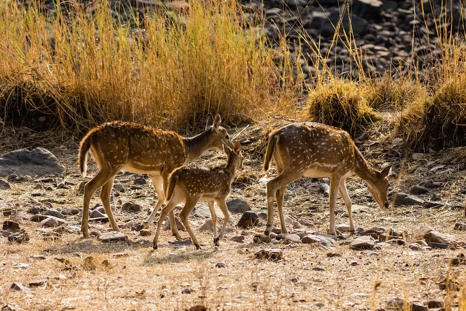 Photo of Ranthambore National Park, Rajasthan by Tejpal Choudhary