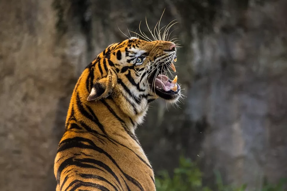 Photo of Kanha Tiger Reserve, Madhya Pradesh, India by Tejpal Choudhary