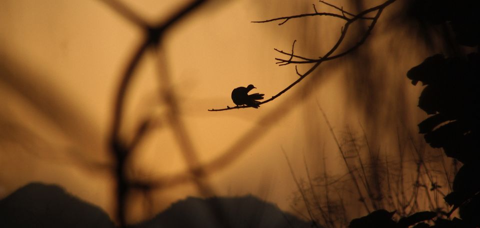 Photo of Dehradun, Uttarakhand, India by Tejpal Choudhary