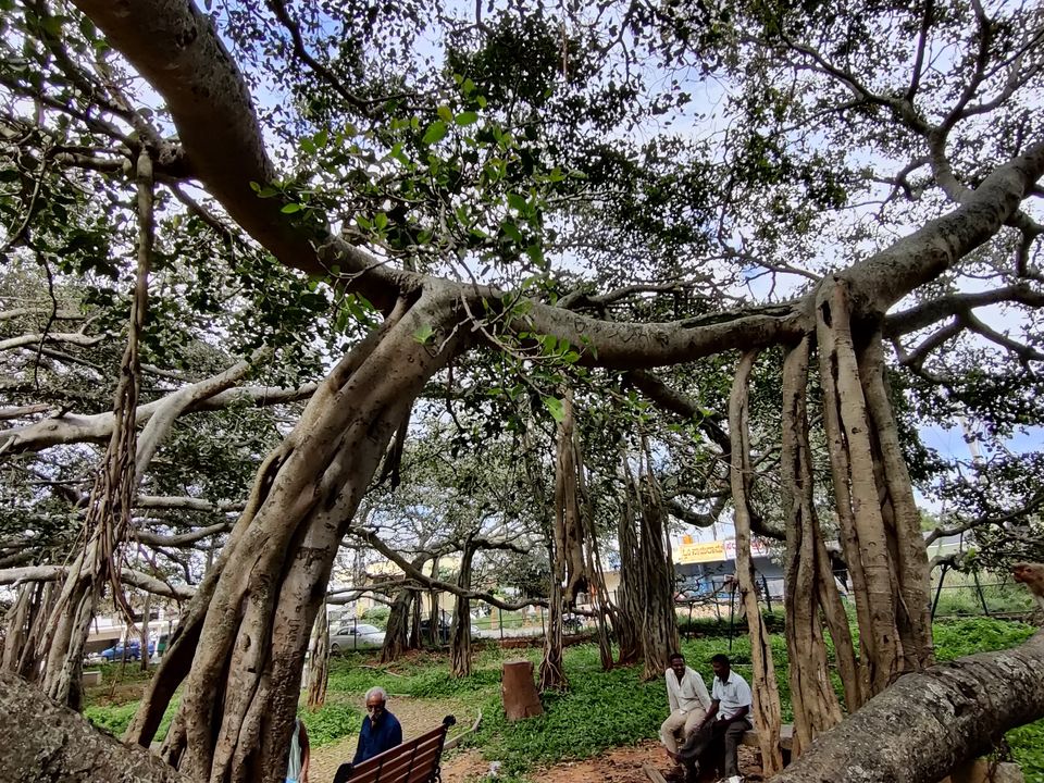 Photo of Weekend gateway - Femous for movie shoots- -400 years + Big Banyan tree or walking tree - by Bhagyashree Masurkar