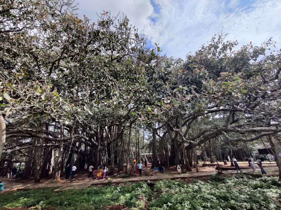 Photo of Weekend gateway - Femous for movie shoots- -400 years + Big Banyan tree or walking tree - by Bhagyashree Masurkar
