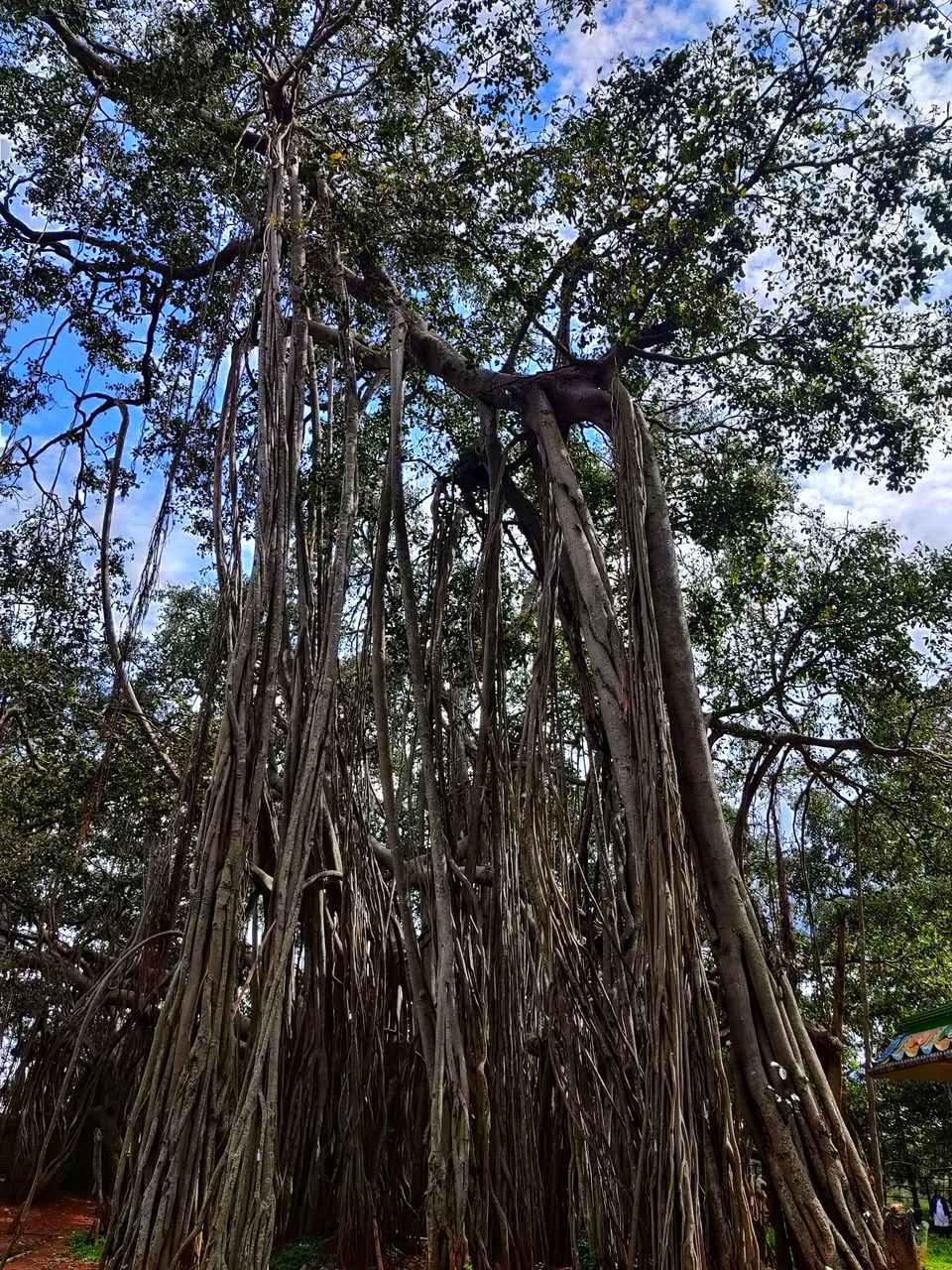 Photo of Weekend gateway - Femous for movie shoots- -400 years + Big Banyan tree or walking tree - by Bhagyashree Masurkar