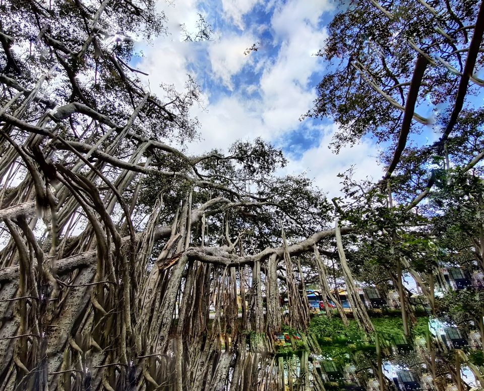 Photo of Weekend gateway - Femous for movie shoots- -400 years + Big Banyan tree or walking tree - by Bhagyashree Masurkar