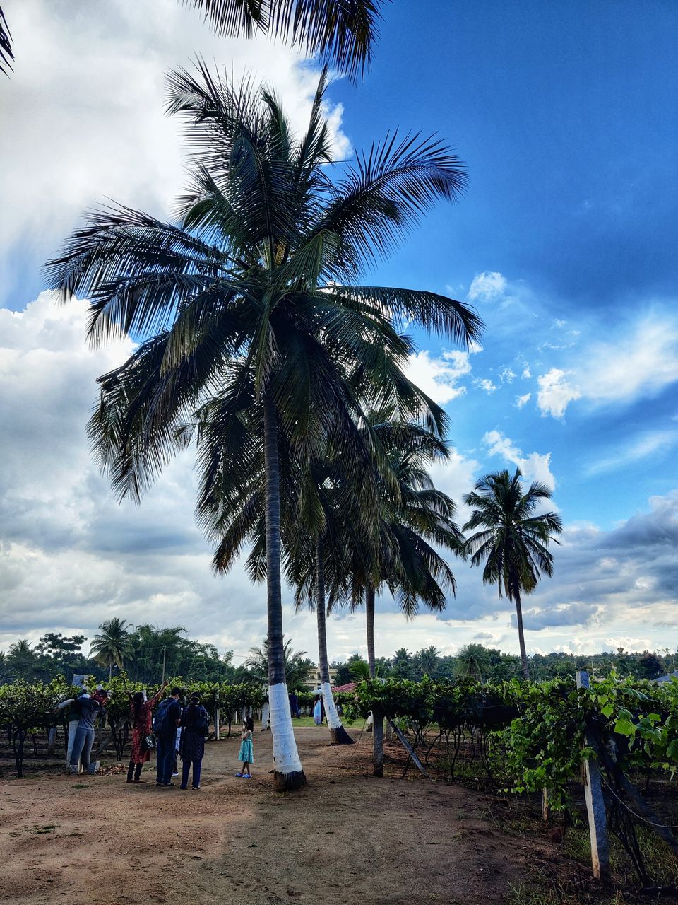 Photo of Weekend gateway - Femous for movie shoots- -400 years + Big Banyan tree or walking tree - by Bhagyashree Masurkar