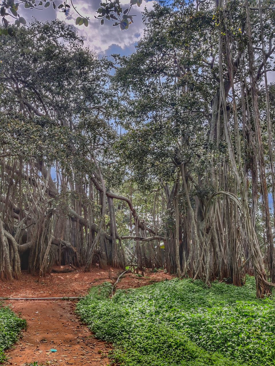 Photo of Weekend gateway - Femous for movie shoots- -400 years + Big Banyan tree or walking tree - by Bhagyashree Masurkar
