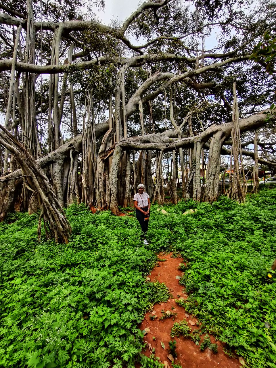 Photo of Weekend gateway - Femous for movie shoots- -400 years + Big Banyan tree or walking tree - by Bhagyashree Masurkar