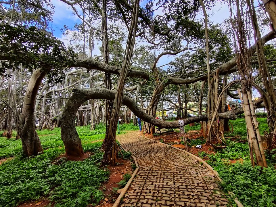 Photo of Weekend gateway - Femous for movie shoots- -400 years + Big Banyan tree or walking tree - by Bhagyashree Masurkar
