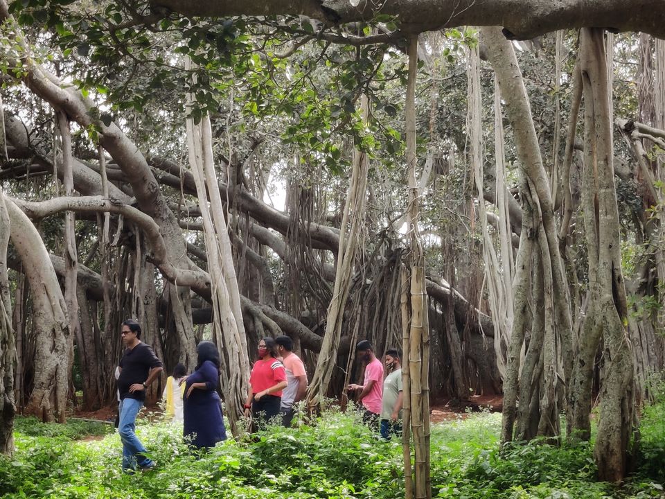 Photo of Dodda Aalada Mara, Uttarahalli Hobli, Bengaluru, Karnataka, India by Bhagyashree Masurkar