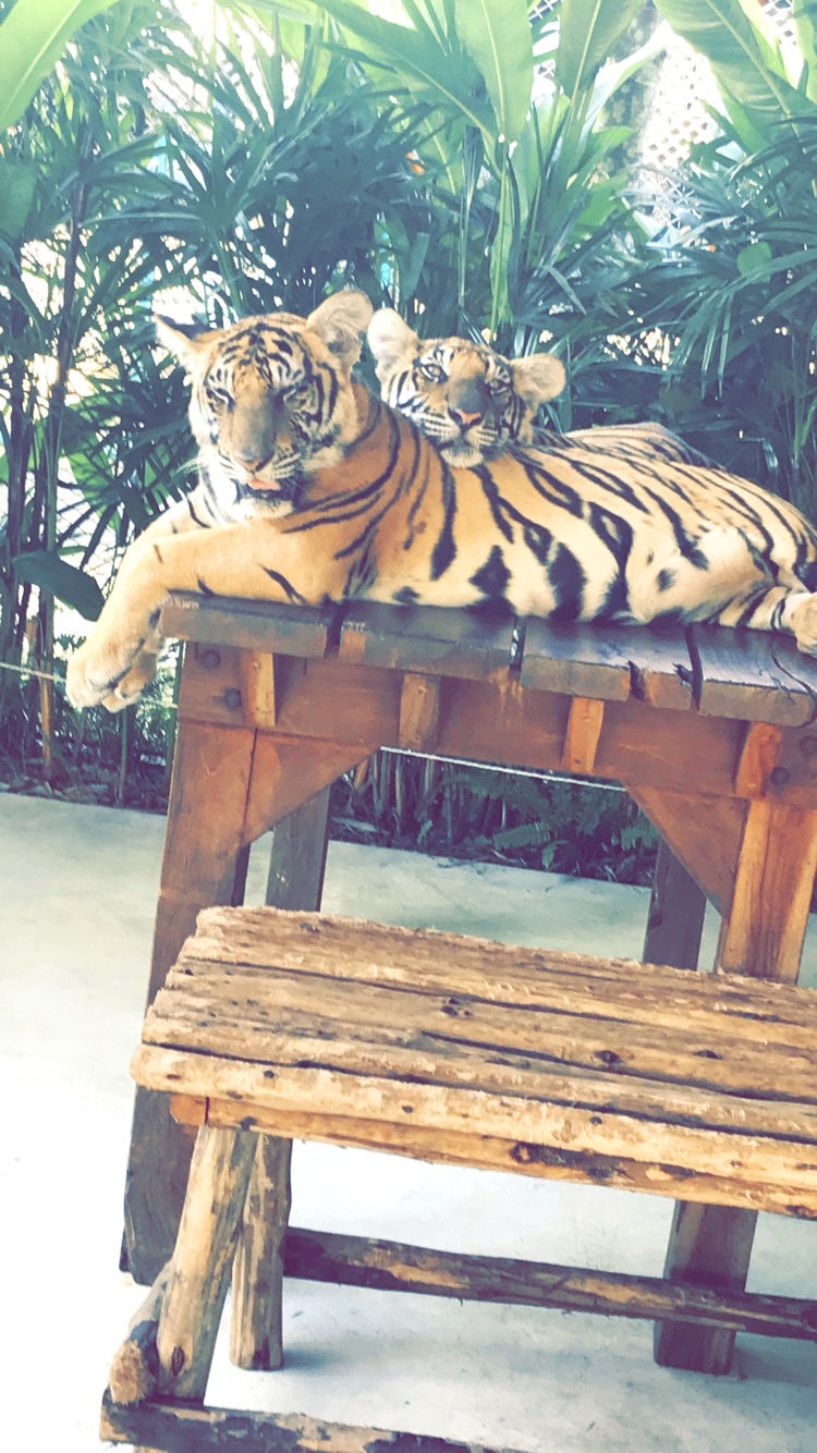 Photo of Thailand- A Cocktail Of Tropical Islands & Legendary Nightlife by Rahul Pruthi