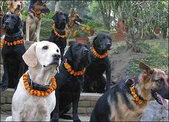 Photo of Kukur Tihar – A Nepalese Festival that Honors Dogs 4/7 by Kimmi Dhiman