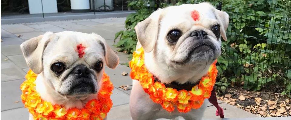 Photo of Kukur Tihar – A Nepalese Festival that Honors Dogs by Kimmi Dhiman