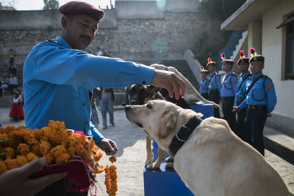 Photo of Kukur Tihar – A Nepalese Festival that Honors Dogs 5/7 by Kimmi Dhiman