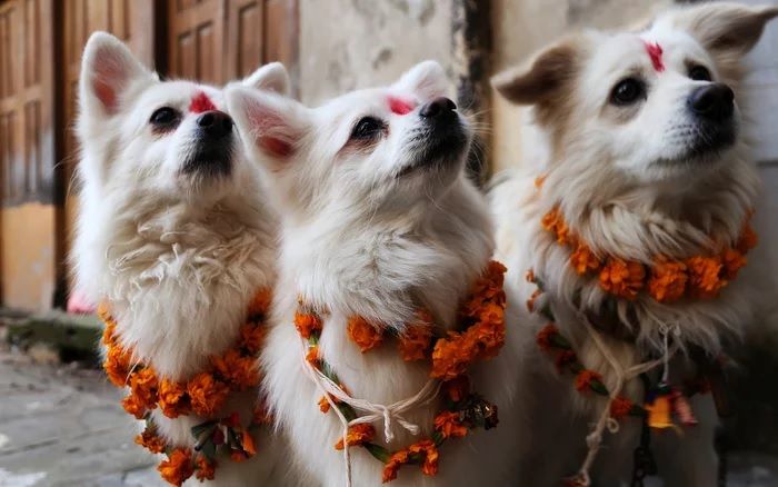 Photo of Kukur Tihar – A Nepalese Festival that Honors Dogs 2/7 by Kimmi Dhiman