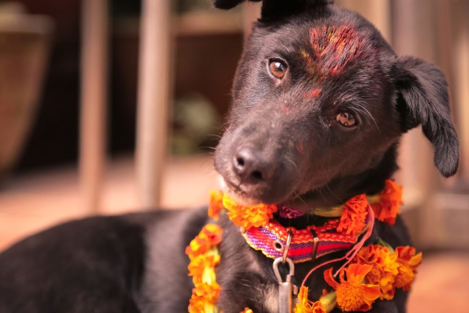 Photo of Kukur Tihar – A Nepalese Festival that Honors Dogs 7/7 by Kimmi Dhiman