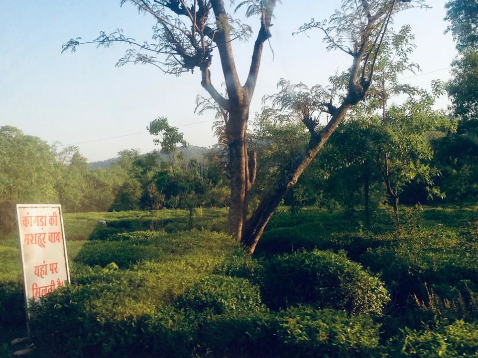 Photo of Palampur - Paradise in Himachal Pradesh by Kimmi Dhiman