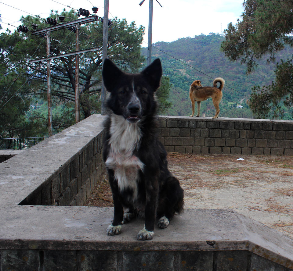 Photo of Triund Trek: Two School Best Friends' Adventure 1/1 by Shruti Mishra