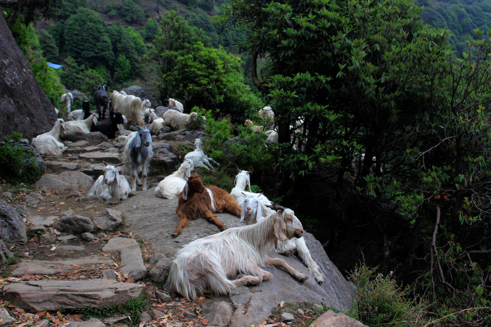 Photo of Triund Trek: Two School Best Friends' Adventure by Shruti Mishra