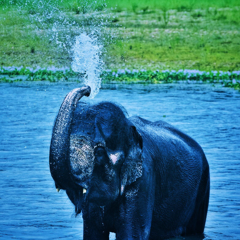 Photo of Chitwan, Nepal by Shinjan Chakraborty