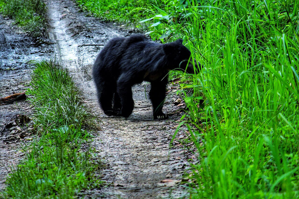 Photo of Chitwan, Nepal by Shinjan Chakraborty