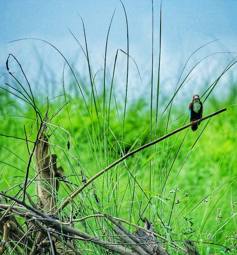 Photo of Chitwan, Nepal by Shinjan Chakraborty